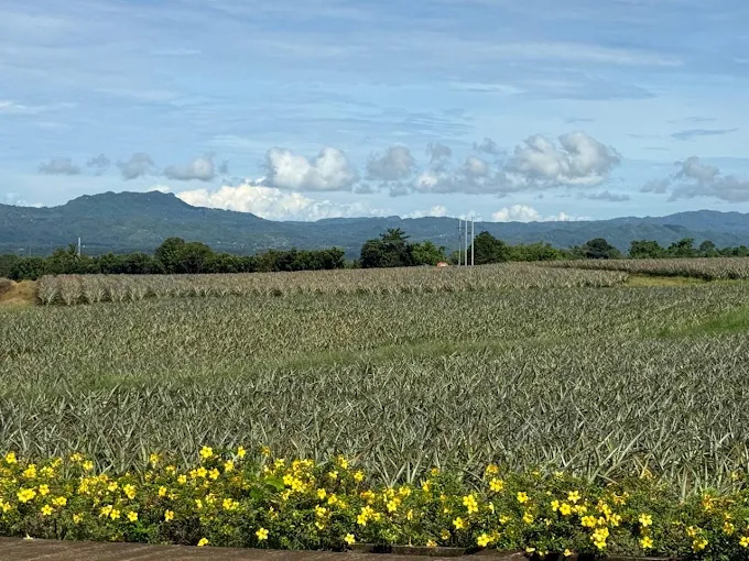 Sals Pineapple Plantation